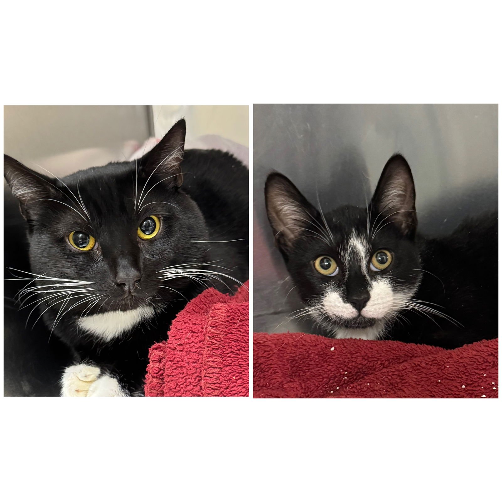 CHEWEY & NOSEY - Domestic Short Hair / Tuxedo available for adoption