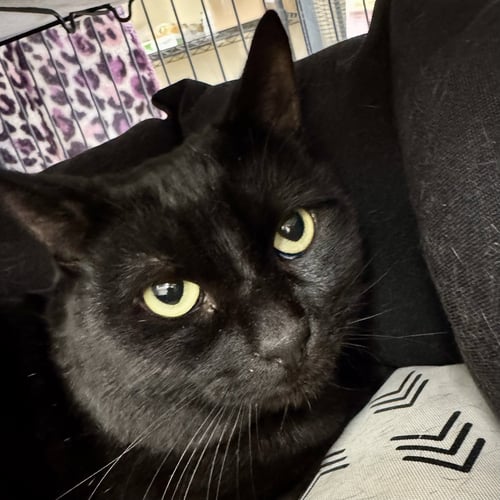 BULLWINKLE - Domestic Short Hair available for adoption