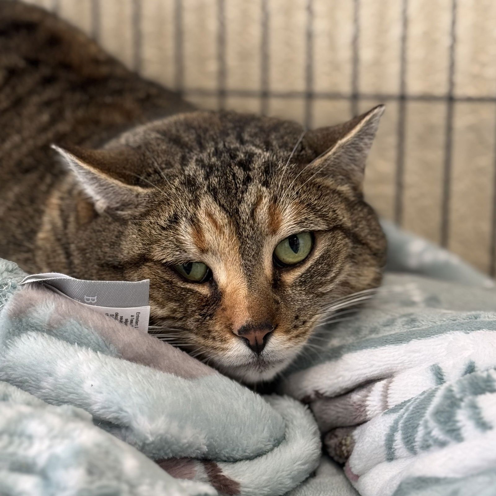 AVA - Domestic Short Hair / Torbie available for adoption