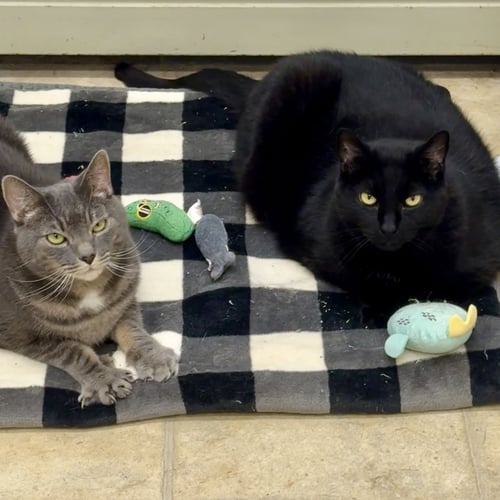 APPA & LITTLE - Domestic Short Hair available for adoption