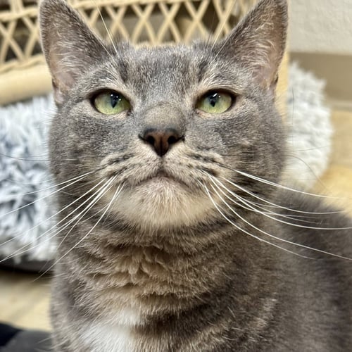 APPA & LITTLE - Domestic Short Hair available for adoption