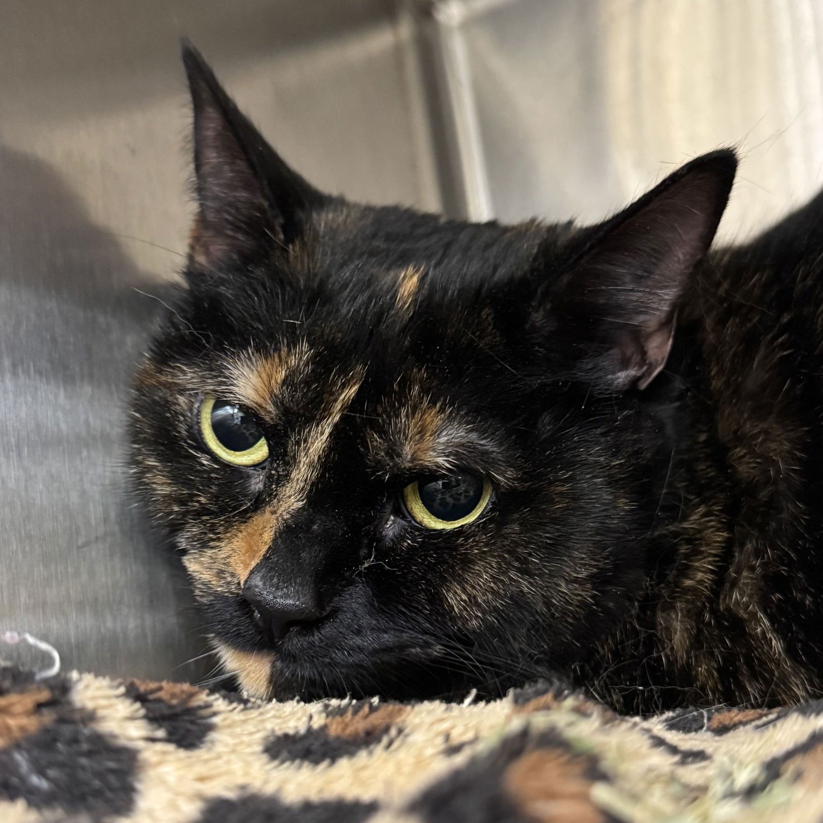 JEZEBEL - Domestic Short Hair / Tortoiseshell available for adoption