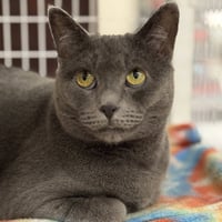 Gracie - Photo 3
