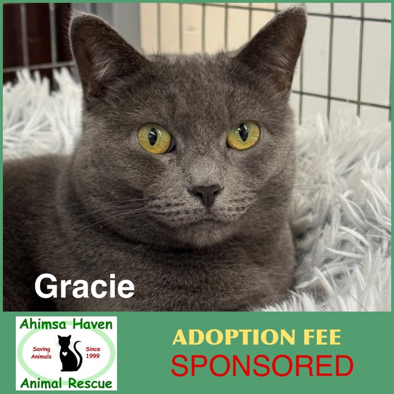 Gracie Image