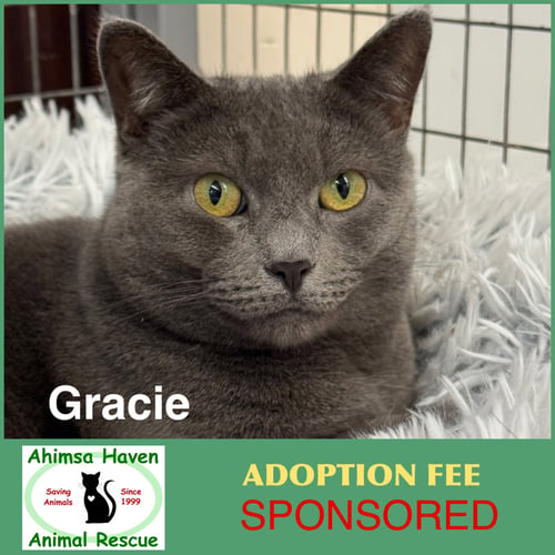 GRACIE - Domestic Short Hair available for adoption