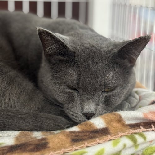 GRACIE - Domestic Short Hair available for adoption