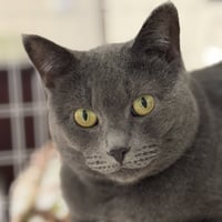 Gracie - Photo 4