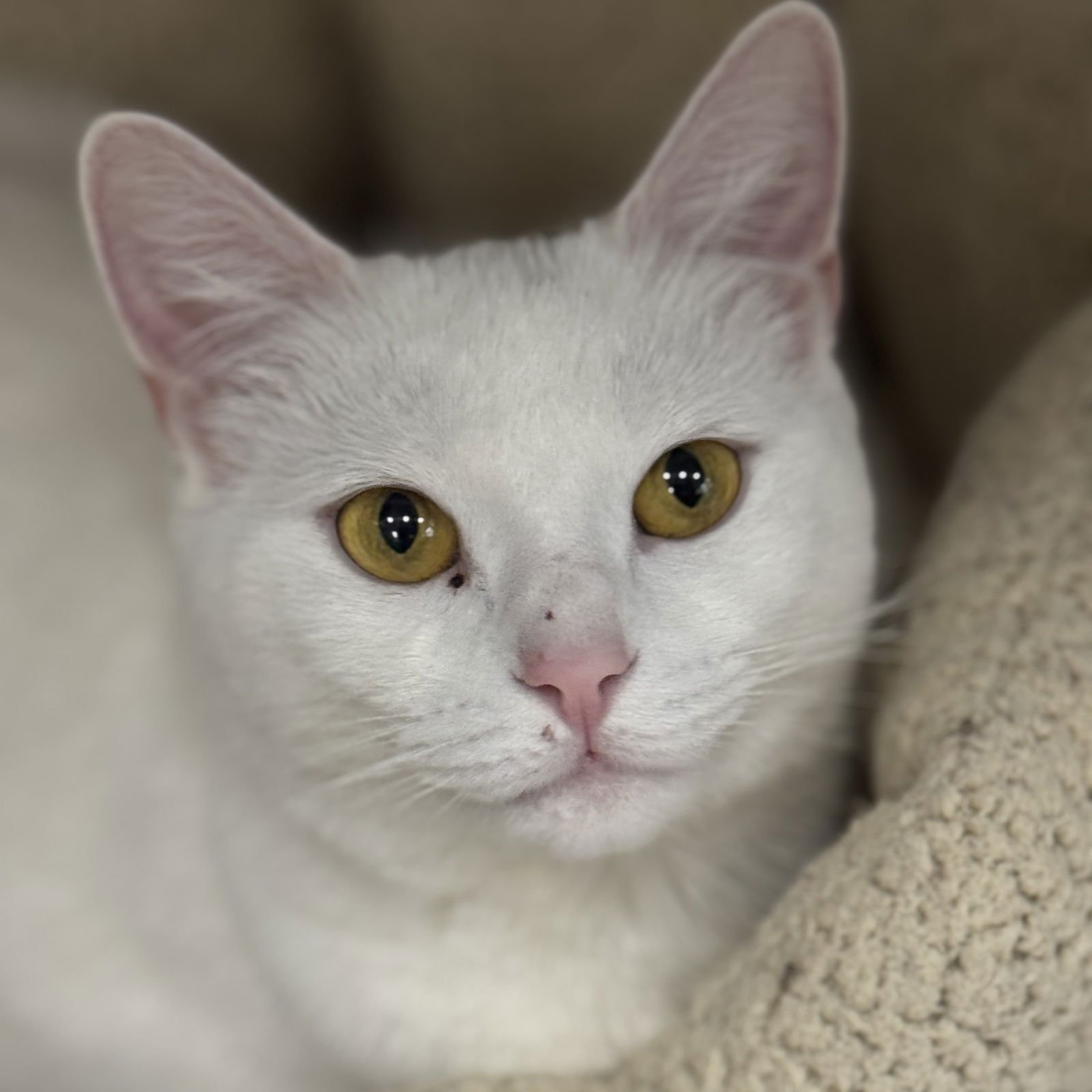 BABY - Domestic Short Hair available for adoption