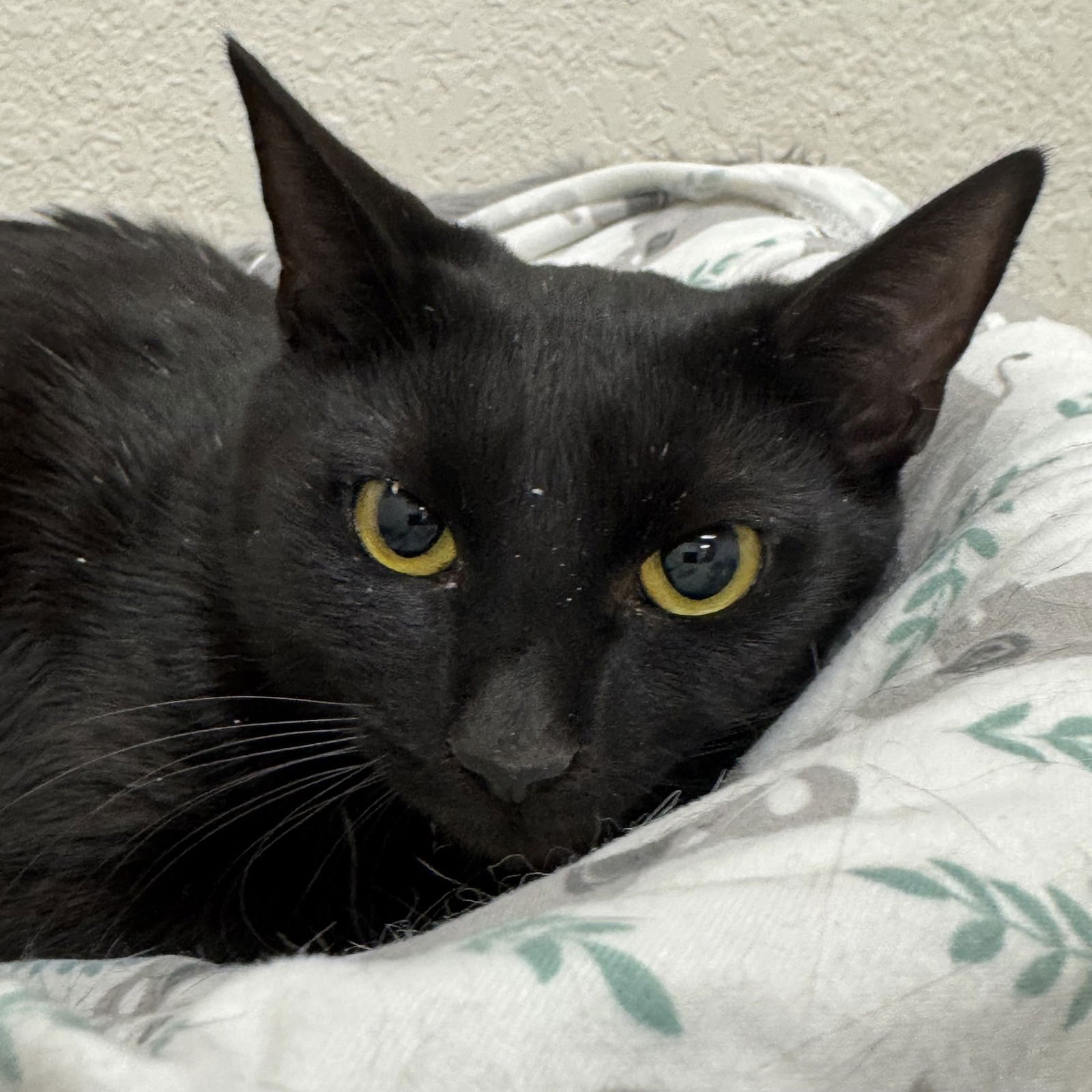 BOBBIE - Domestic Short Hair available for adoption