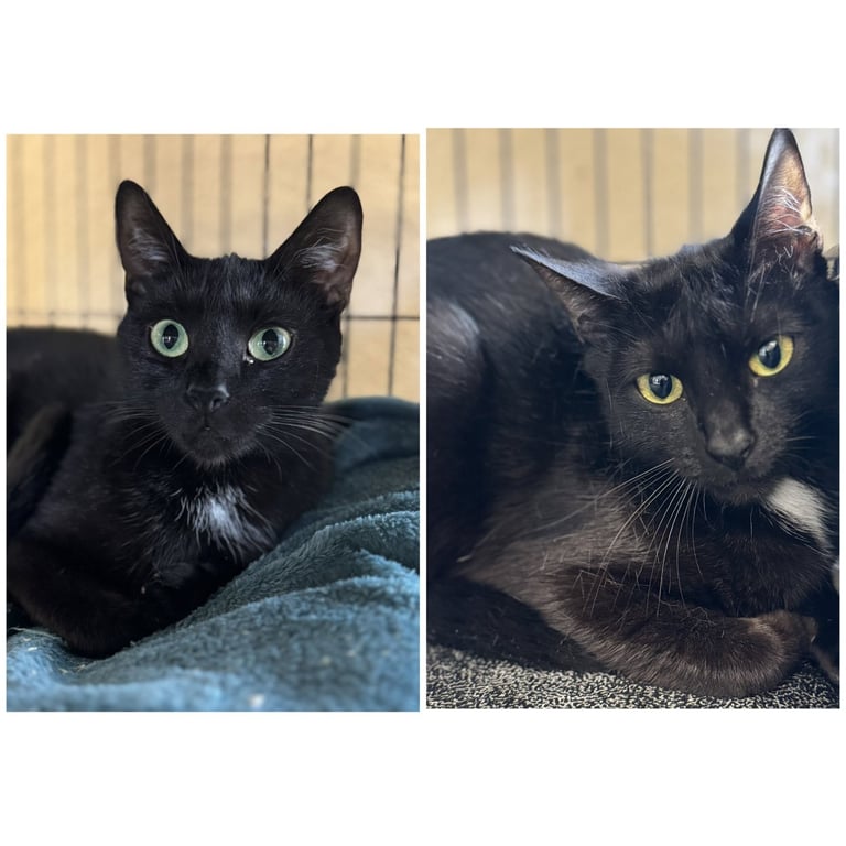 Bella & Cocoa Image