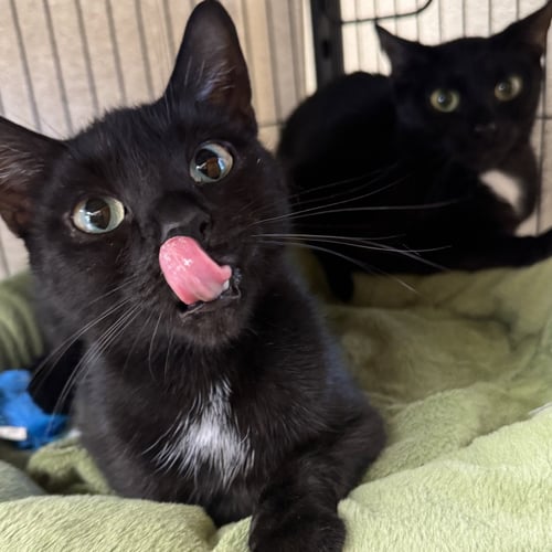 BELLA & COCOA - Domestic Short Hair available for adoption