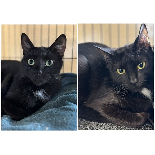 BELLA & COCOA - Domestic Short Hair available for adoption