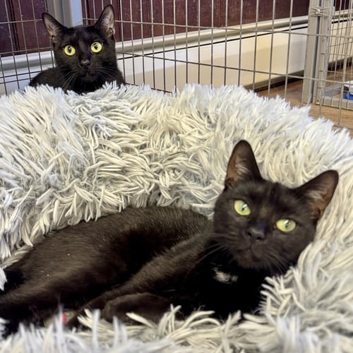 BELLA & COCOA - Domestic Short Hair available for adoption