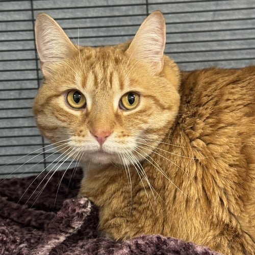 GRACIE - Domestic Short Hair / Tabby available for adoption