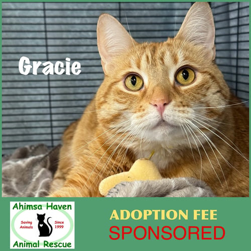 GRACIE - Domestic Short Hair / Tabby available for adoption