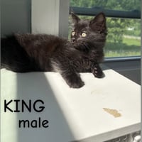 King - Photo 1