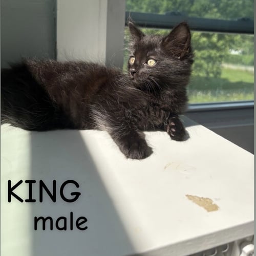 KING - Domestic Long Hair available for adoption