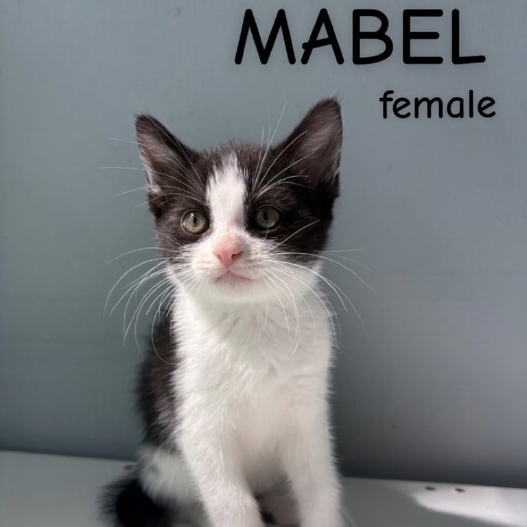 Mabel Image