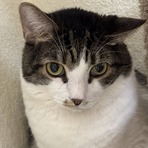 SAUERKRAUT & MEWTHREE - Domestic Short Hair available for adoption