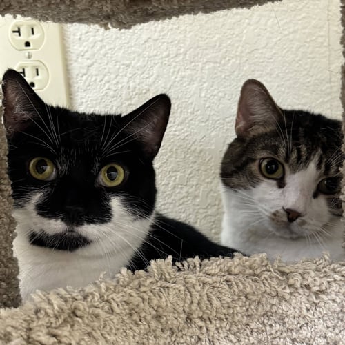 SAUERKRAUT & MEWTHREE - Domestic Short Hair available for adoption