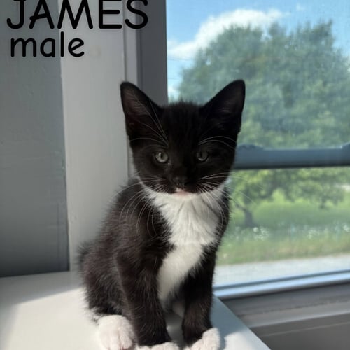 JAMES - Domestic Short Hair available for adoption