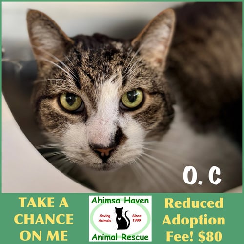 O.C - Domestic Short Hair available for adoption