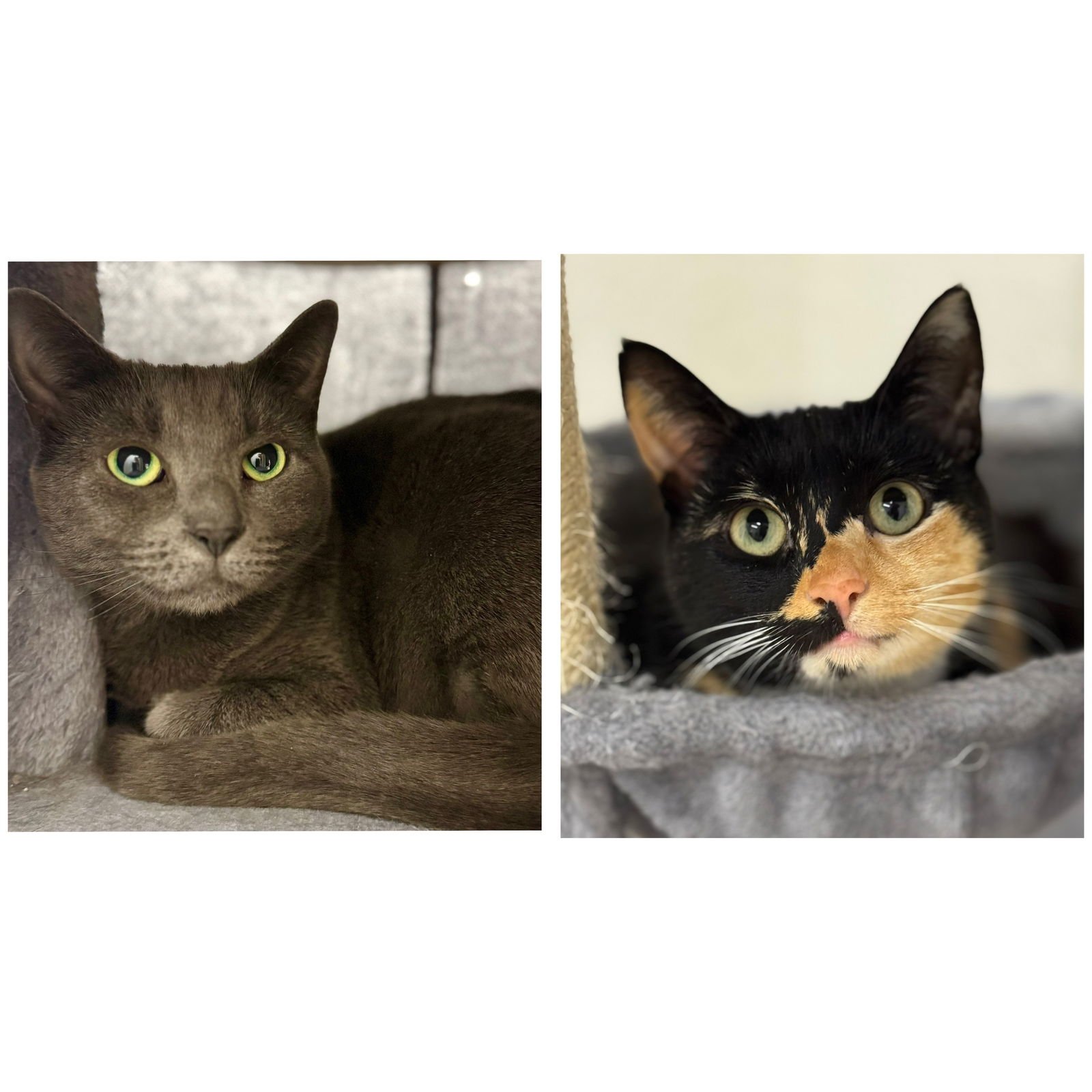 MIKA AND LOKA - Domestic Short Hair / Calico available for adoption