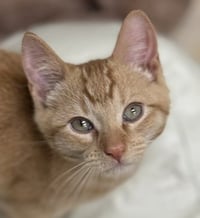 Test Kitty - not a real cat - Photo 1