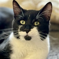 Test Kitty - not a real cat - Photo 2