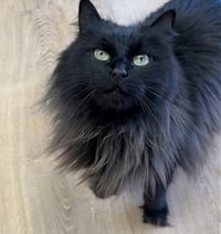 Test Kitty - not a real cat - Photo 3