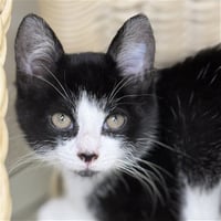 Test Kitty - not a real cat - Photo 4