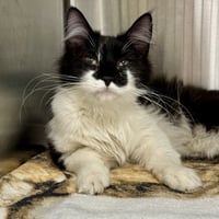 Smudge - Photo 1