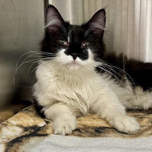 SMUDGE - Domestic Medium Hair available for adoption