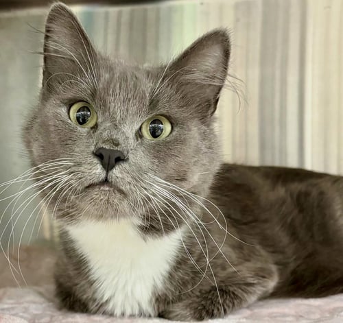 PRINCESS - Domestic Medium Hair for adoption in Nashua
