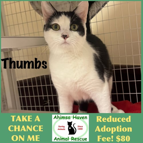 THUMBS - Domestic Short Hair available for adoption