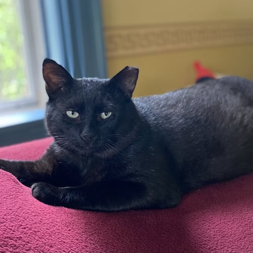 BILL - Domestic Short Hair available for adoption