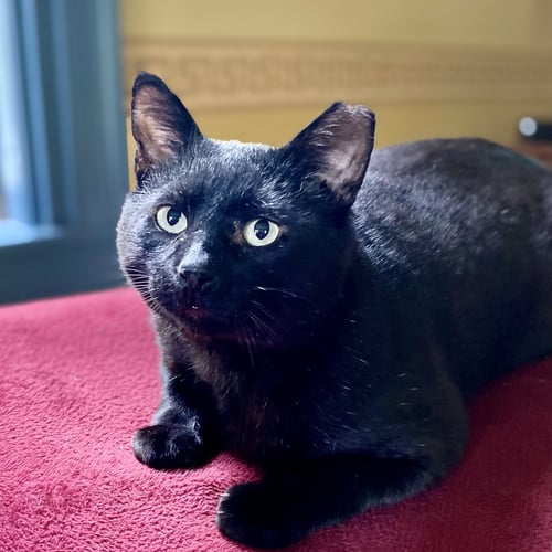 BILL - Domestic Short Hair available for adoption