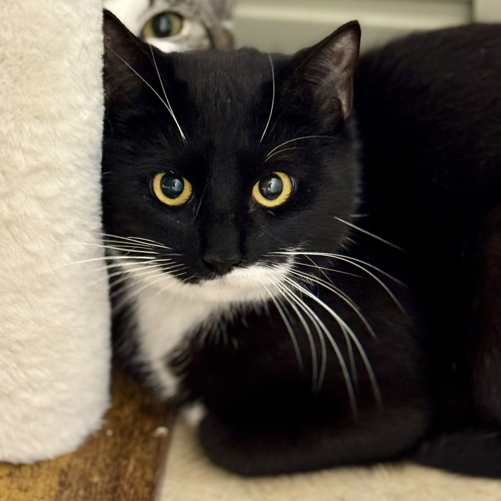 LUCY - Domestic Short Hair / Tuxedo available for adoption