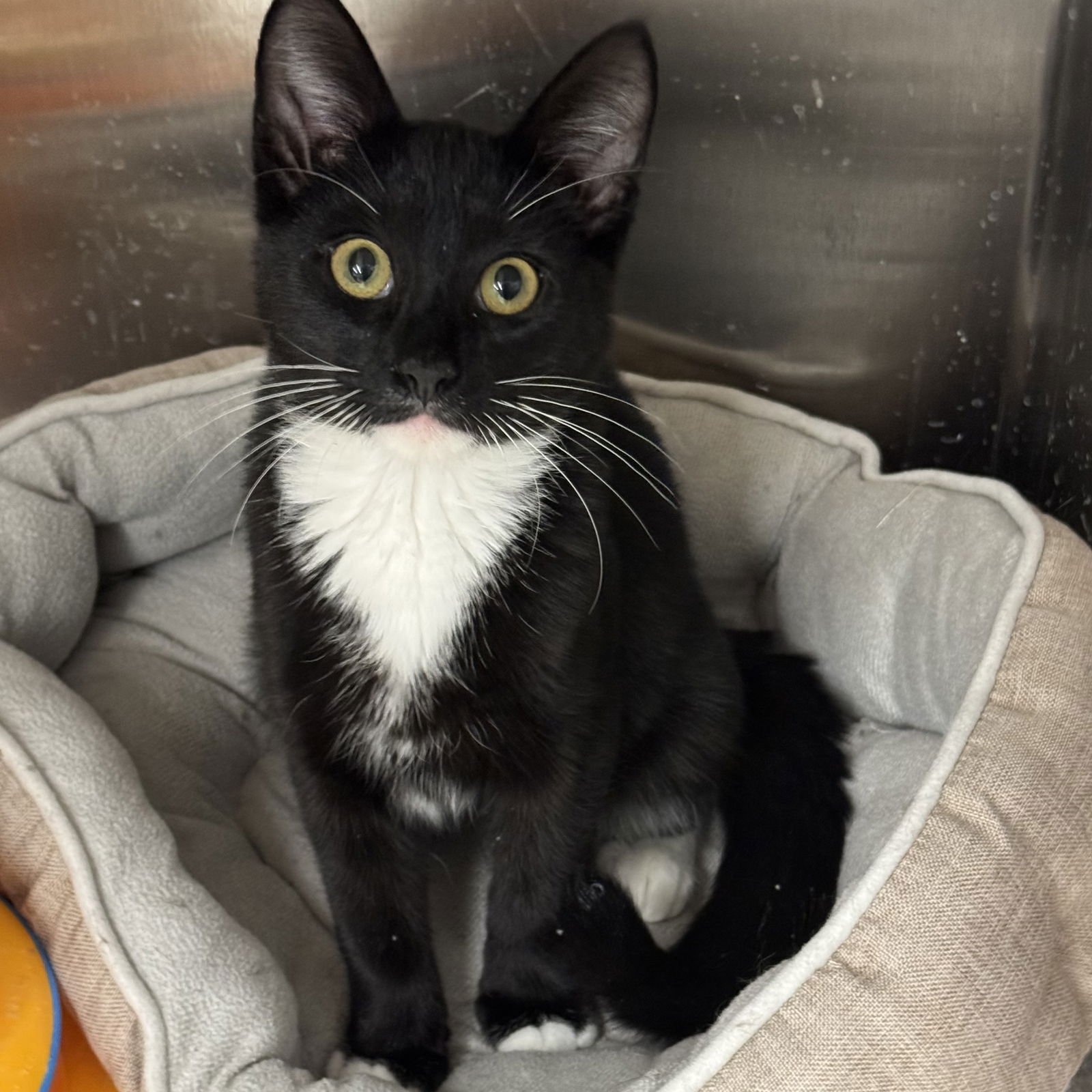 EDDIE - Domestic Short Hair / Tuxedo available for adoption