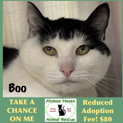 BOO - Domestic Short Hair available for adoption