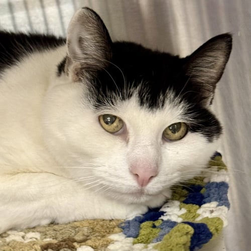 BOO - Domestic Short Hair available for adoption