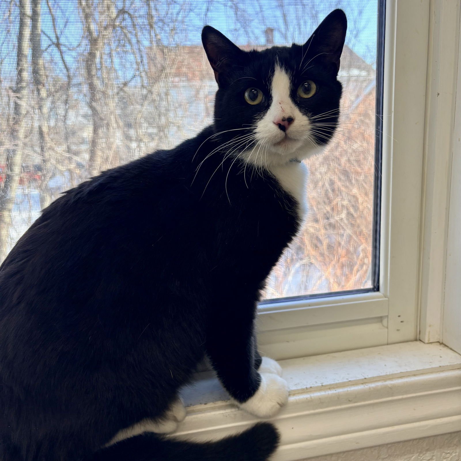 SCOTTIE - Domestic Short Hair / Tuxedo available for adoption