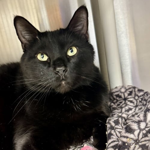 BIGGIE - Domestic Short Hair available for adoption