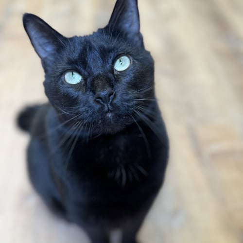 BIGGIE - Domestic Short Hair available for adoption