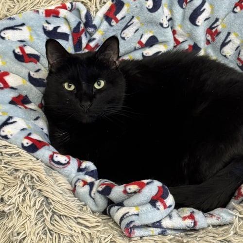 BIGGIE - Domestic Short Hair available for adoption