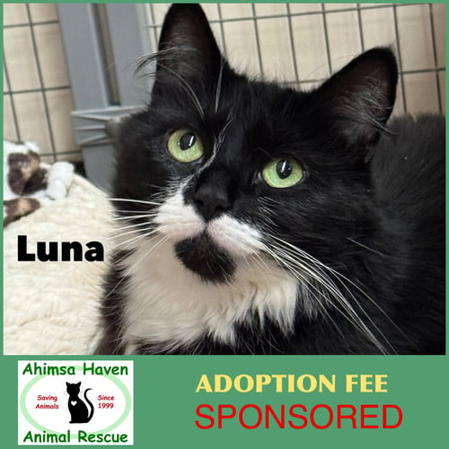 LUNA - Domestic Long Hair / Tuxedo available for adoption
