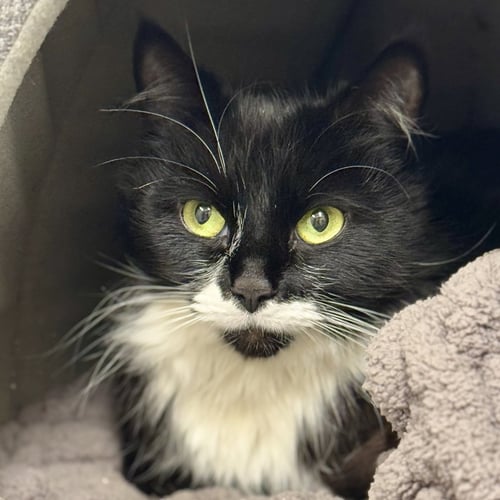 LUNA - Domestic Long Hair / Tuxedo available for adoption