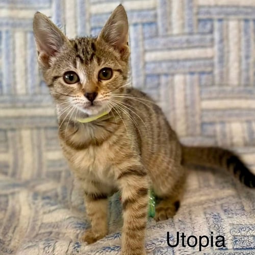 UTOPIA - Domestic Short Hair / Domestic Short Hair for adoption in Worcester