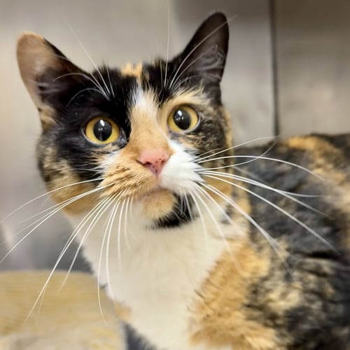 CALLIE - Calico available for adoption