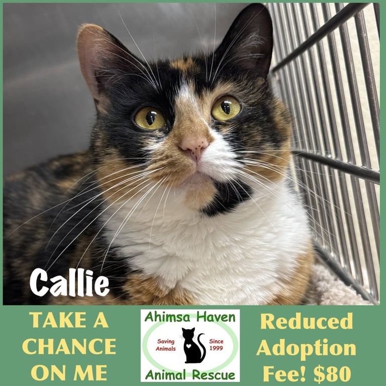 Callie Image